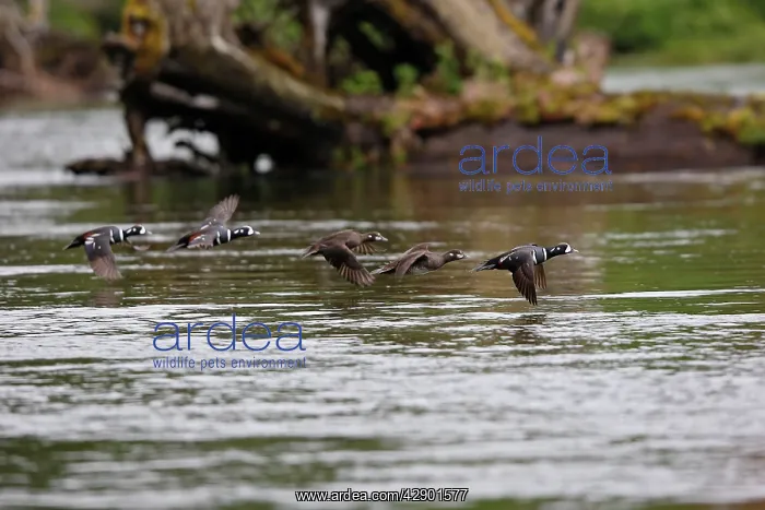 : Harlequin Duck - in flight over water : Harlequin Duck - in flight over water