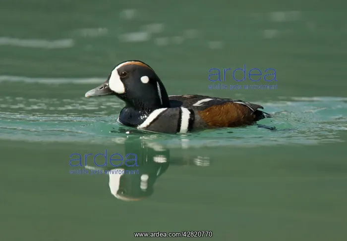: Harlequin Duck - male : Harlequin Duck - male