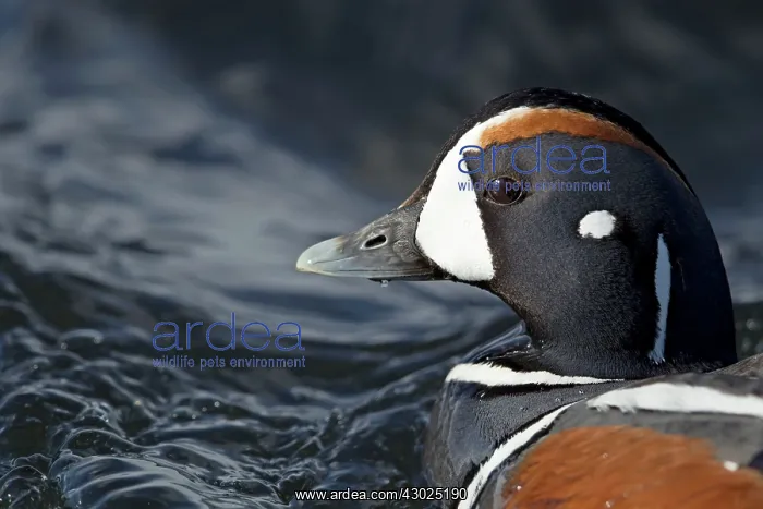 : Harlequin Duck - male : Harlequin Duck - male