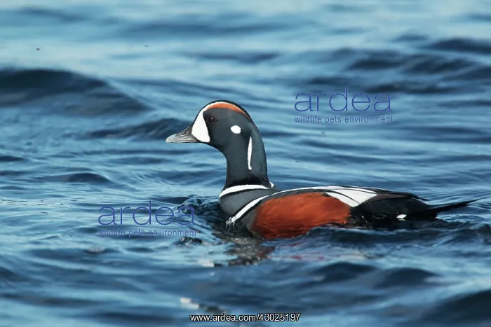 : Harlequin Duck - male : Harlequin Duck - male