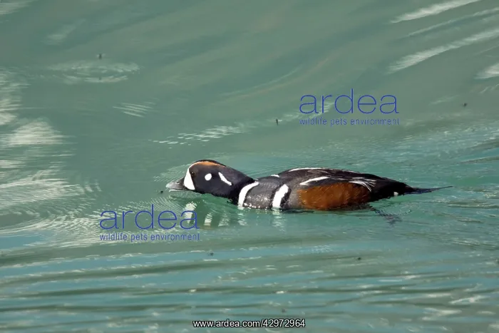 : Harlequin Duck - Male catching newly emerged flies : Harlequin Duck - Male catching newly emerged flies