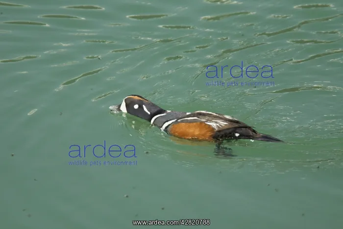 : Harlequin Duck - male catching newly emerged flies from lake : Harlequin Duck - male catching newly emerged flies from lake