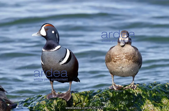 : Harlequin Duck - male and female in winter : Harlequin Duck - male and female in winter