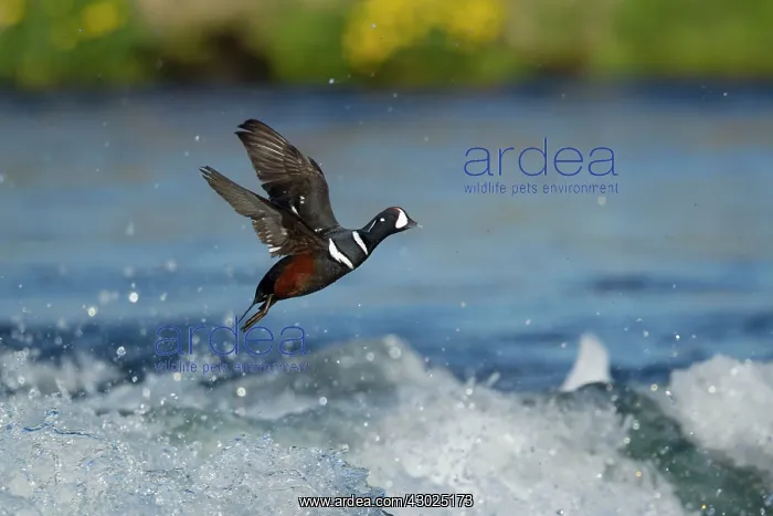 : Harlequin Duck - male in flight over river : Harlequin Duck - male in flight over river