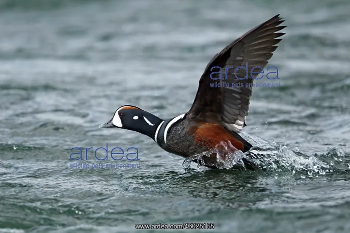 : Harlequin Duck - male in flight taking off from river : Harlequin Duck - male in flight taking off from river