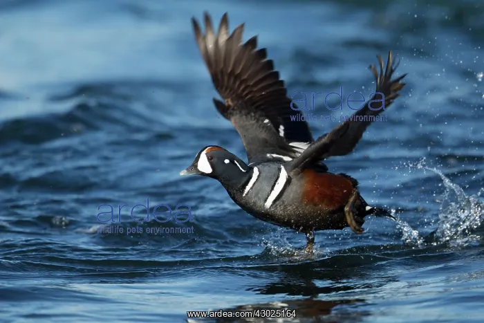 : Harlequin Duck - male in flight taking off from river : Harlequin Duck - male in flight taking off from river