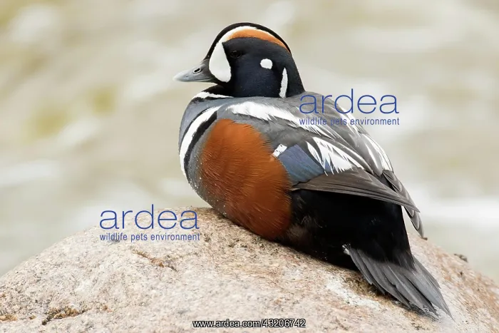 : Harlequin duck male (Histrionicus histrionicus) : Harlequin duck male (Histrionicus histrionicus)