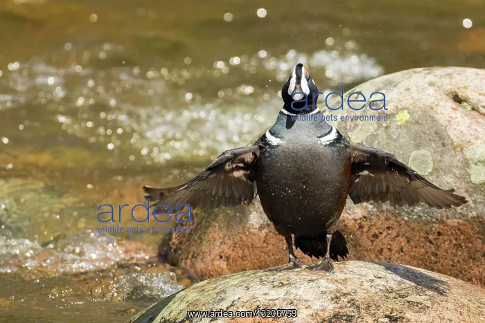  : Harlequin duck male (Histrionicus histrionicus)