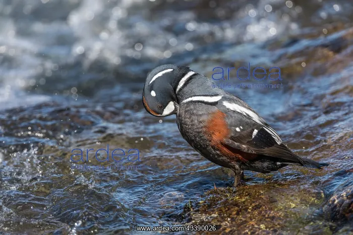 : Harlequin Duck - Male - Iceland : Harlequin Duck - Male - Iceland