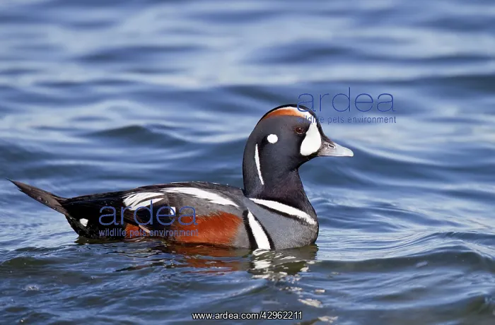 : Harlequin Duck - male in winter : Harlequin Duck - male in winter