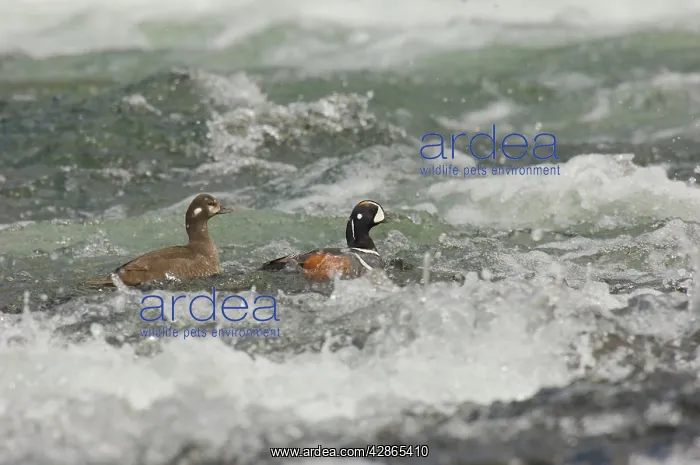 : Harlequin Duck - Pair on fast flowing mountain stream : Harlequin Duck - Pair on fast flowing mountain stream