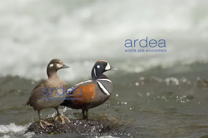 : Harlequin Duck - Pair on fast flowing mountain stream : Harlequin Duck - Pair on fast flowing mountain stream
