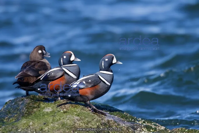 : Harlequin Duck - standing on rock in winter : Harlequin Duck - standing on rock in winter
