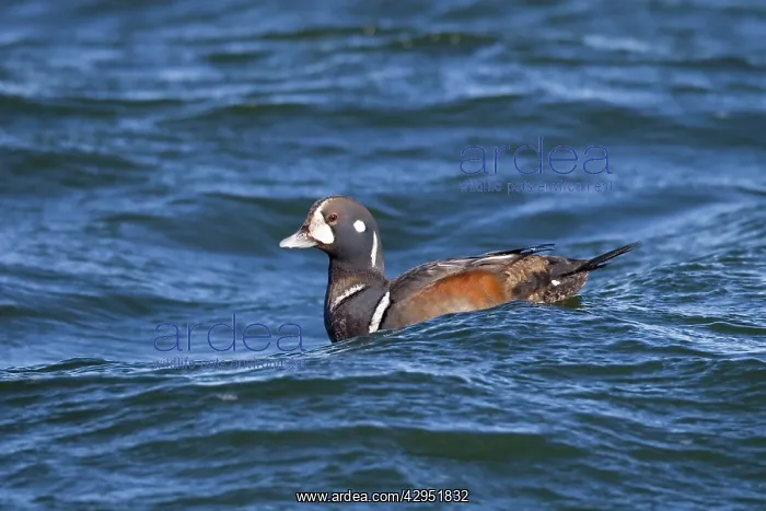 : Harlequin Duck - sub-adult male in winter : Harlequin Duck - sub-adult male in winter