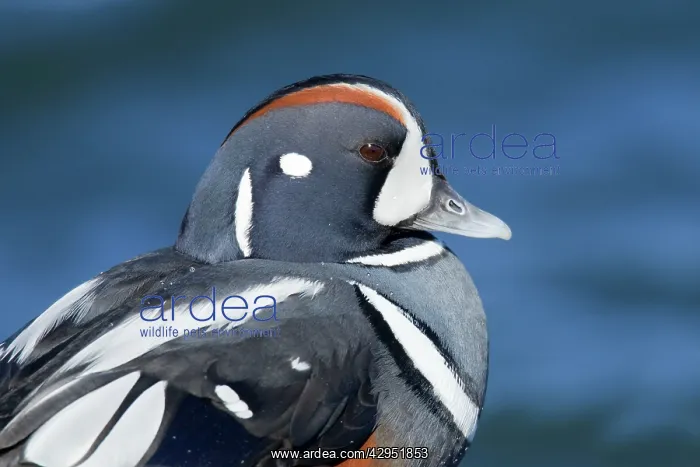  : Harlequin Duck - winter - adult male