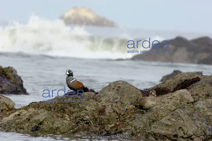 : Harlequin Ducks : Harlequin Ducks