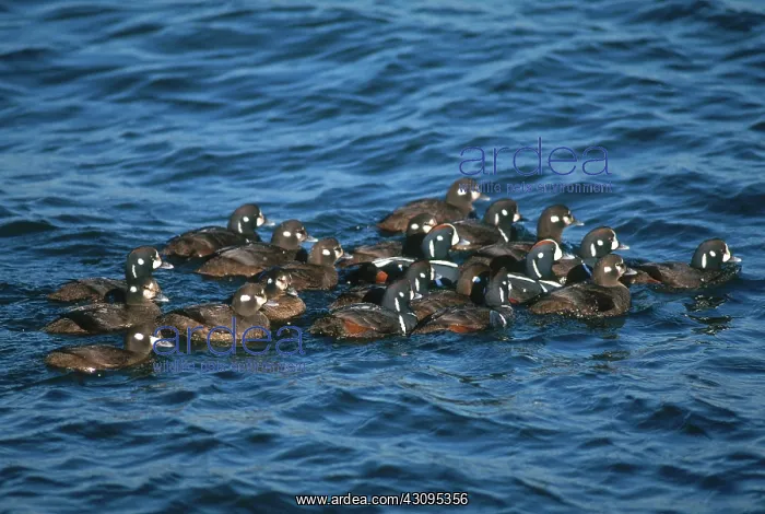 : Harlequin Ducks : Harlequin Ducks