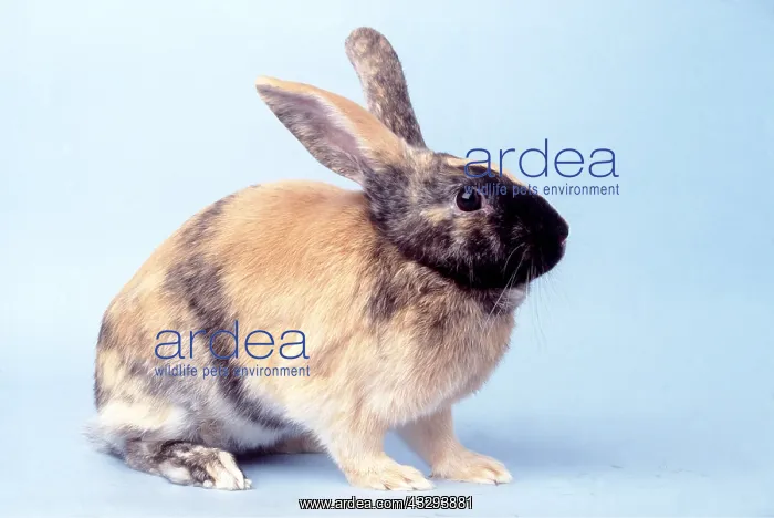 : Harlequin / Fancy Rabbit : Harlequin / Fancy Rabbit