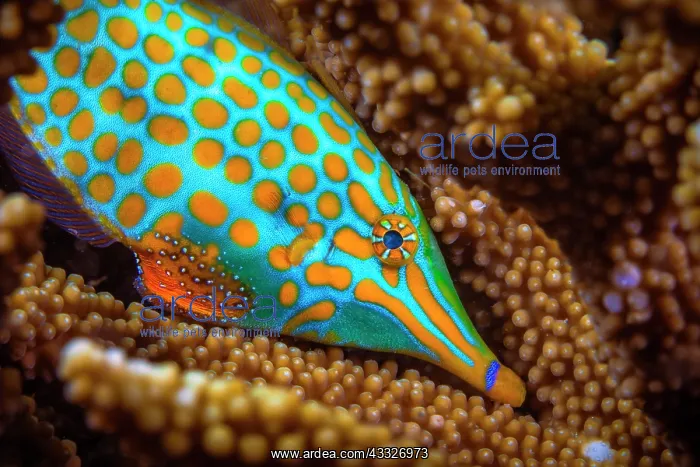 : Harlequin filefish (Oxymonacanthus longirostris) : Harlequin filefish (Oxymonacanthus longirostris)