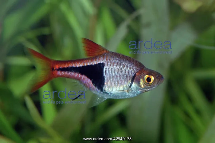 : Harlequin fish : Harlequin fish