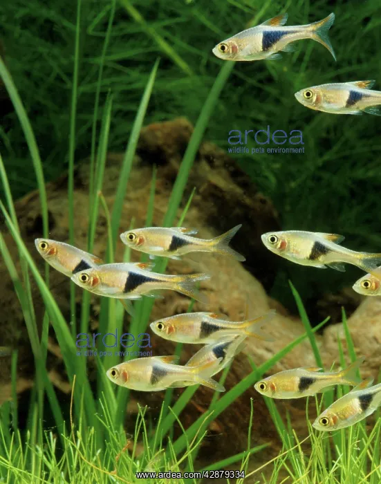 : Harlequin Fish - Shoal. Freshwater Aquarium Fish : Harlequin Fish - Shoal. Freshwater Aquarium Fish