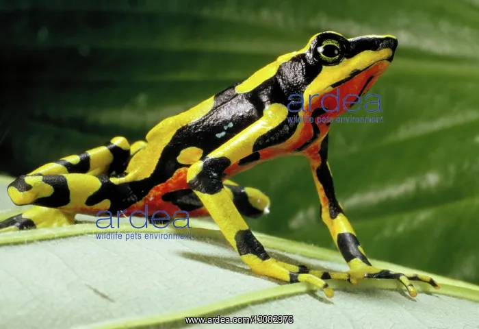 : Harlequin frog : Harlequin frog