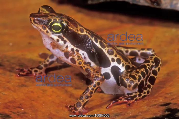 : Harlequin Frog : Harlequin Frog