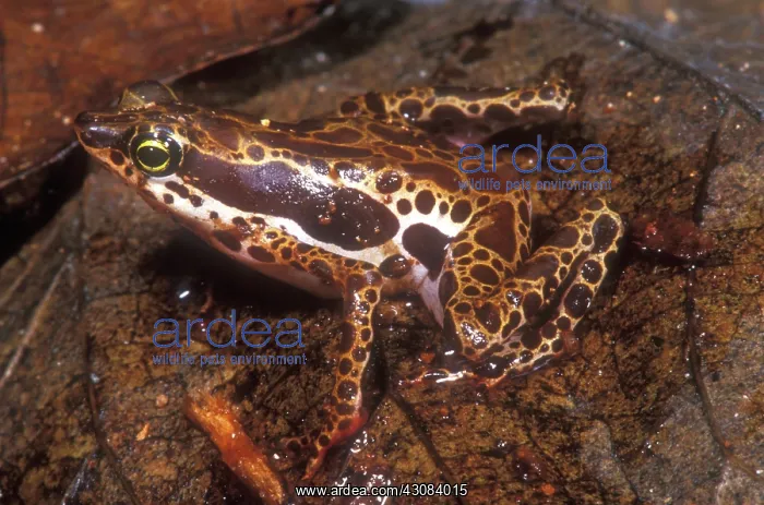: Harlequin Frog : Harlequin Frog