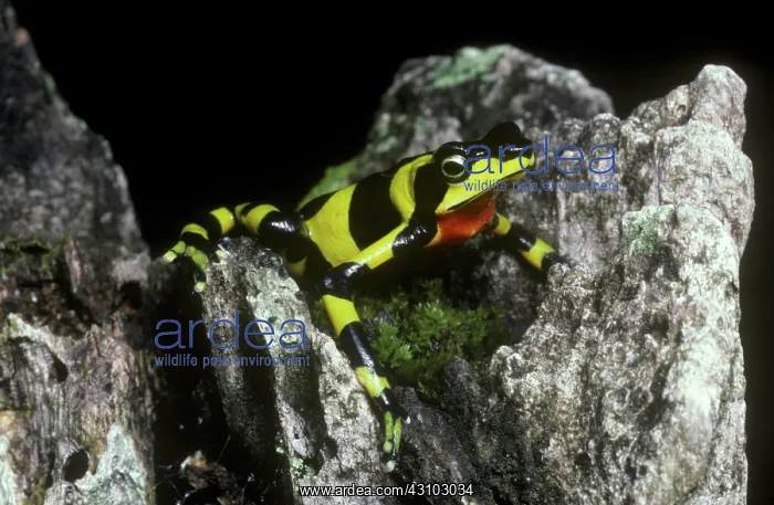 : Harlequin Frog : Harlequin Frog
