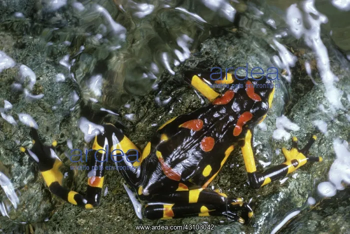 : Harlequin Frog : Harlequin Frog