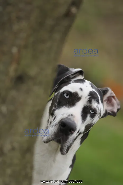 : Harlequin German mastiff behind a tree in France : Harlequin German mastiff behind a tree in France