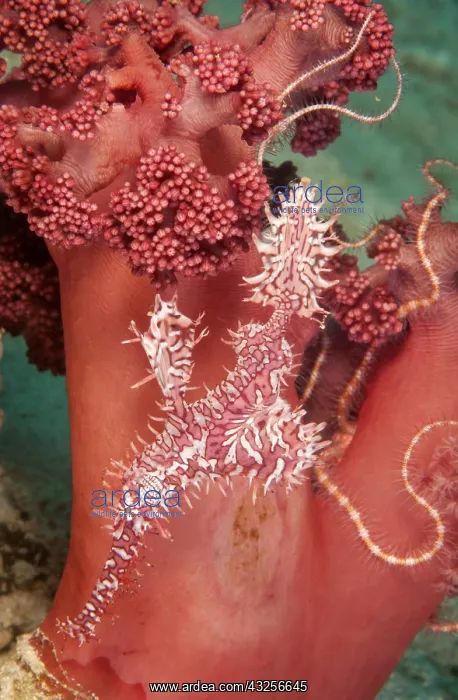 : Harlequin ghost pipe fish, ornate ghost pipe fi : Harlequin ghost pipe fish, ornate ghost pipe fi