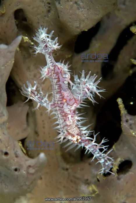 : Harlequin Ghost Pipefish : Harlequin Ghost Pipefish