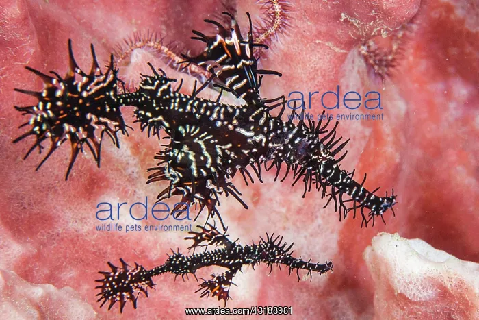 : Harlequin ghost pipefish (Solenostomus paradoxus) : Harlequin ghost pipefish (Solenostomus paradoxus)