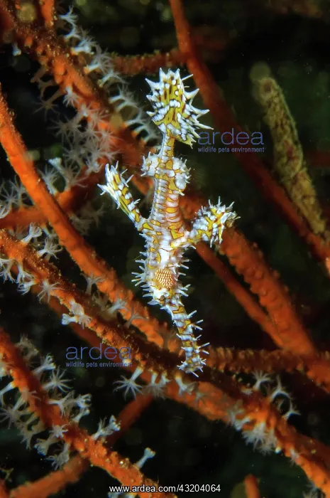 : Harlequin Ghost Pipefish (Solenostomus paradoxus) : Harlequin Ghost Pipefish (Solenostomus paradoxus)