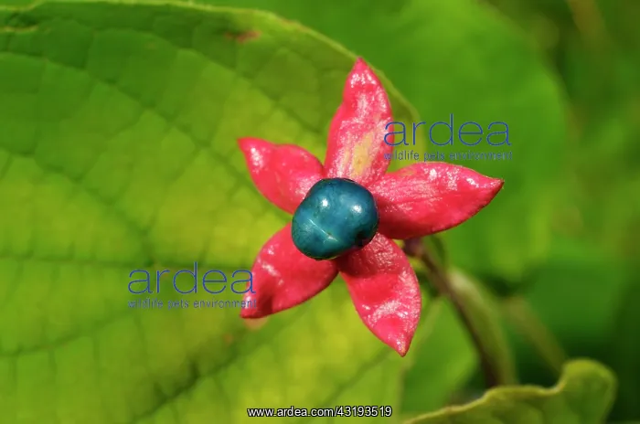 : Harlequin Glorybower, Luzarches, Val-dOise, France : Harlequin Glorybower, Luzarches, Val-dOise, France
