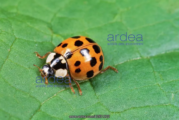 : Harlequin LADYBIRD : Harlequin LADYBIRD