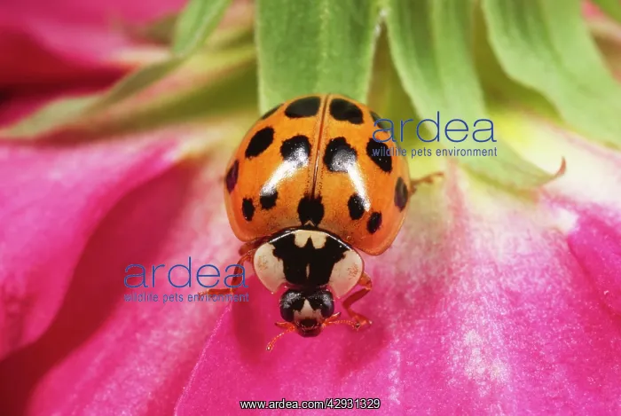 : Harlequin LADYBIRD : Harlequin LADYBIRD