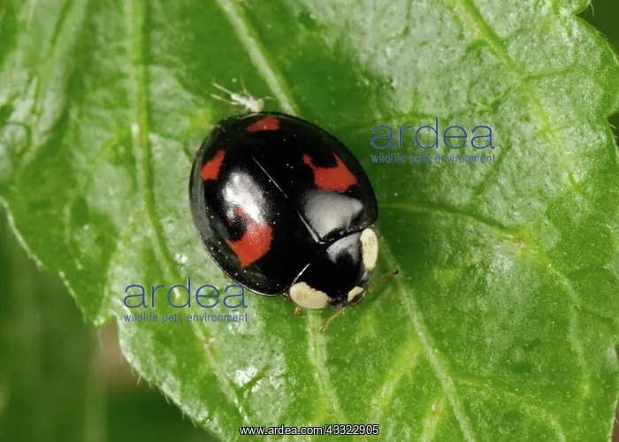 : Harlequin ladybird : Harlequin ladybird
