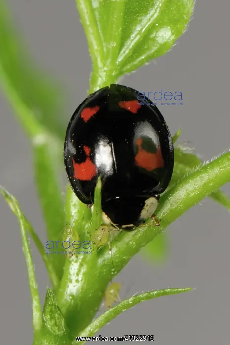 : Harlequin ladybird : Harlequin ladybird