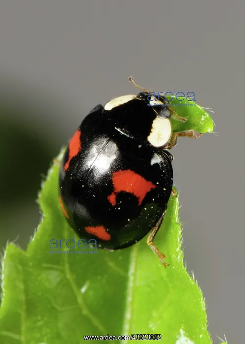 : Harlequin ladybird : Harlequin ladybird