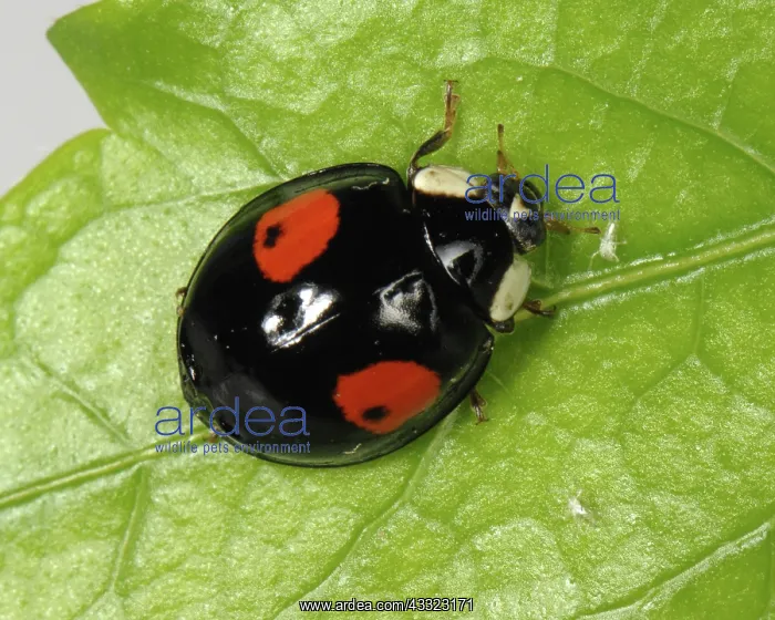 : Harlequin ladybird : Harlequin ladybird