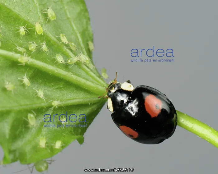 : Harlequin ladybird : Harlequin ladybird