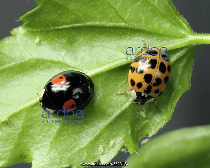 : Harlequin ladybird : Harlequin ladybird