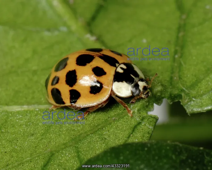 : Harlequin ladybird : Harlequin ladybird