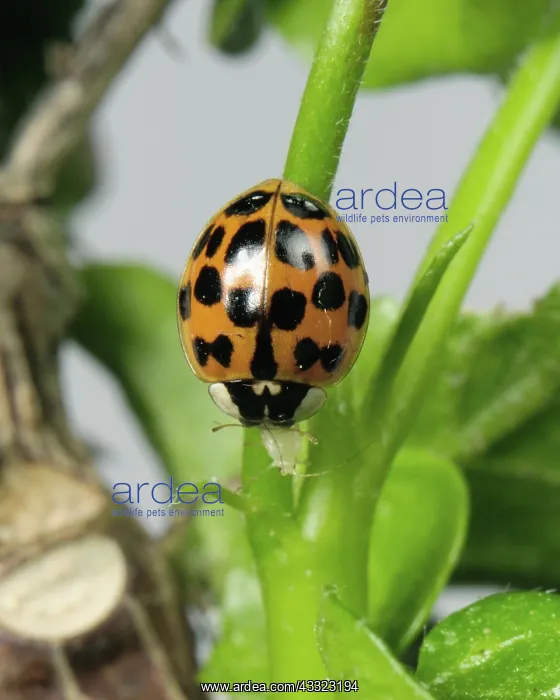 : Harlequin ladybird : Harlequin ladybird