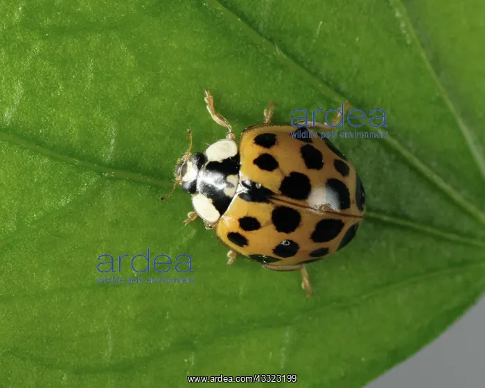 : Harlequin ladybird : Harlequin ladybird