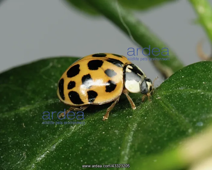 : Harlequin ladybird : Harlequin ladybird