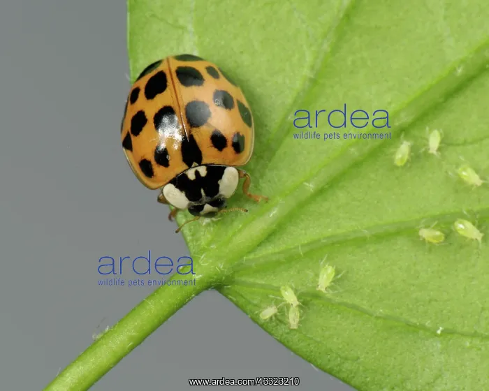 : Harlequin ladybird : Harlequin ladybird