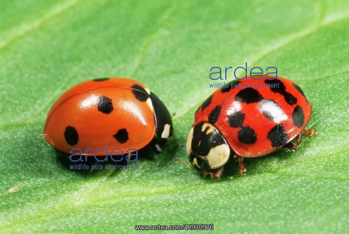 : Harlequin LADYBIRD - with 7-spot ladybird (on left) : Harlequin LADYBIRD - with 7-spot ladybird (on left)